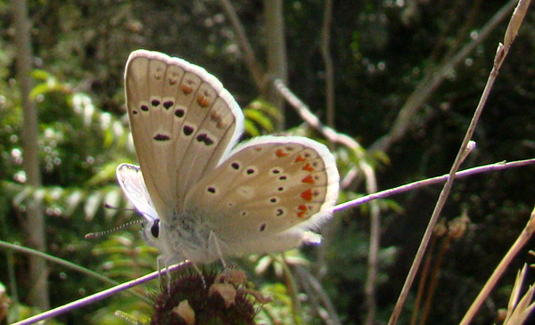 Turkooisblauwtje 1 (Polyommatus dorylas)